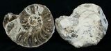 / Mammites Nodosoides Ammonite - Morocco #3998-1